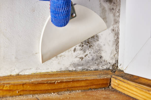 Best Real Estate Mold Inspection  in Miami Gardens, FL